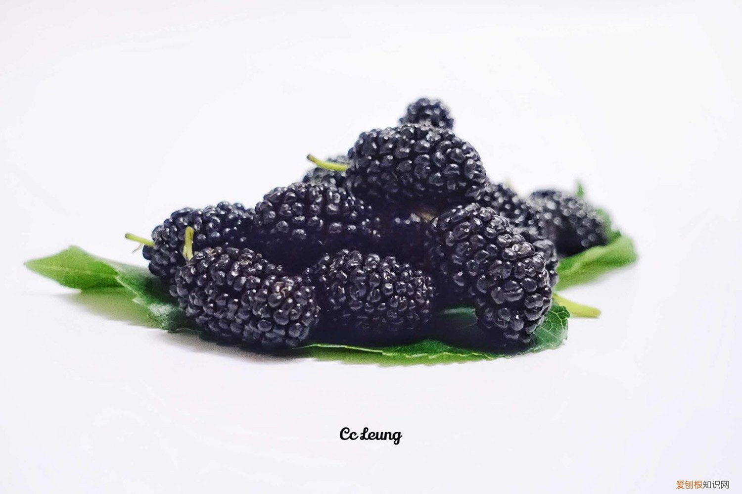 家养桑葚合适吗 桑葚怎么养长的好