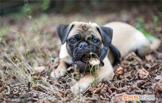 如何判断狗狗有没有狂犬病 被狗狗咬伤了要怎么办