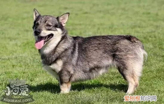 狗狗心脏病的症状 狗狗心脏病已经成为癌症后的第二类杀手