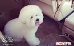 狗狗皮肤真菌感染怎么办 主人要记得做这些事