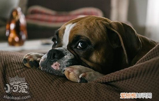 狗狗头顶墙是面壁思过 可能是脑部疾病