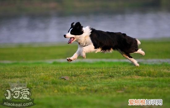 狗脑膜炎怎么治疗 告诉你关于犬脑膜炎的秘密