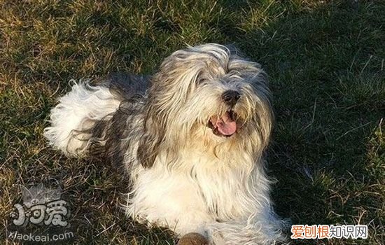 狗脑膜炎怎么治疗 告诉你关于犬脑膜炎的秘密