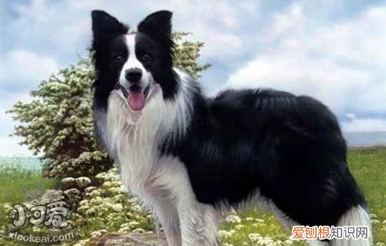 狗脑膜炎怎么治疗 告诉你关于犬脑膜炎的秘密