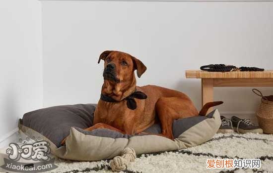 狗狗肺炎症状 狗狗肺炎能治好吗