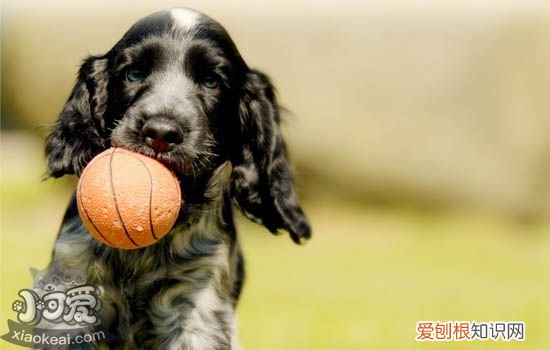 狗狗隐睾怎么判断 狗狗隐睾的危害