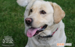 狗狗气管塌陷如何治疗 狗狗要注意保养