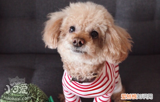 狗狗骨折怎么办 主人不要慌