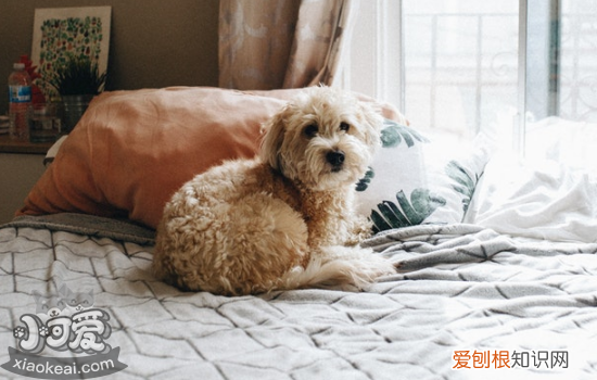狗狗骨折后怎么恢复 要进行功能锻炼哦