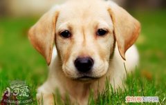 狗狗吐粘稠物带血丝 狗狗呕吐物里的危险信号