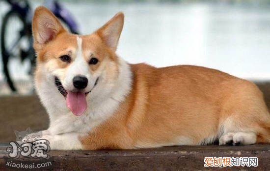 狗前列腺癌的早期症状 公狗绝育也避免不了的前列腺癌
