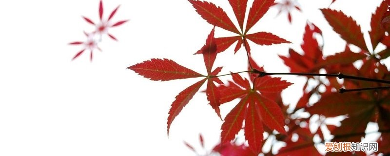 盆栽枫树怎么养 枫树如何养
