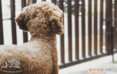 泰迪幼犬为什么那么容易的细小 这些方面要注意