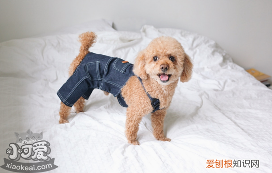 泰迪幼犬为什么那么容易的细小 这些方面要注意