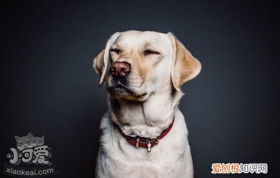 狗常见皮肤病及其症状 锌反应性皮肤病
