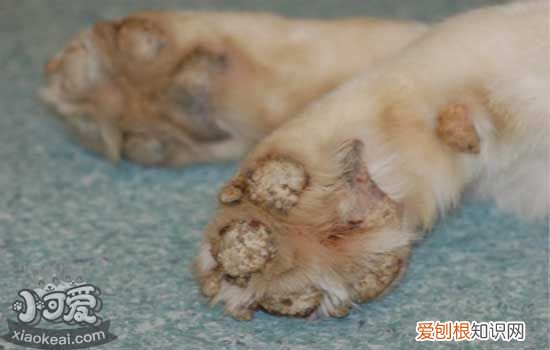 狗常见皮肤病及其症状 锌反应性皮肤病