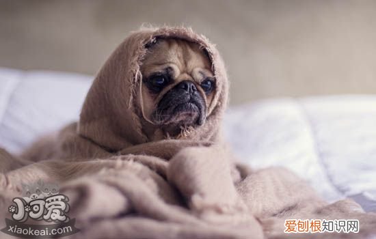 狗子宫蓄脓吃什么药 狗子宫蓄脓除了切除还有什么办法