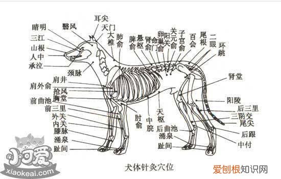 狗子宫蓄脓吃什么药 狗子宫蓄脓除了切除还有什么办法