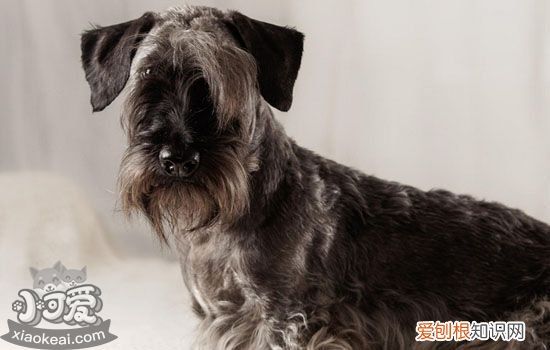 细小病毒能能治愈吗 细小病毒会传染给人吗