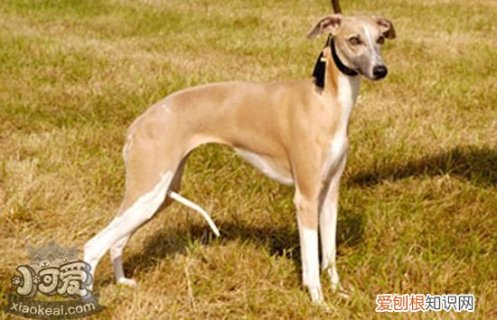犬莱姆病是什么病 犬莱姆病怎么治疗