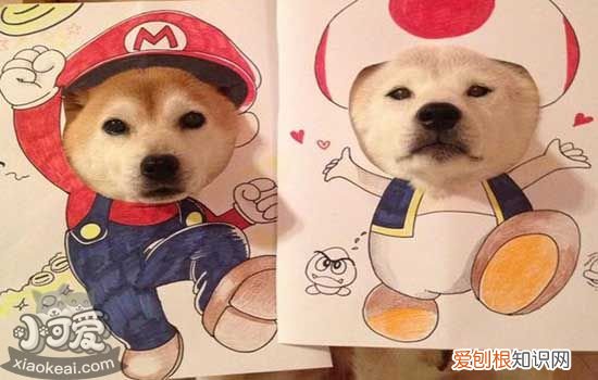 狗狗什么时候驱虫好 狗狗驱虫时间科普