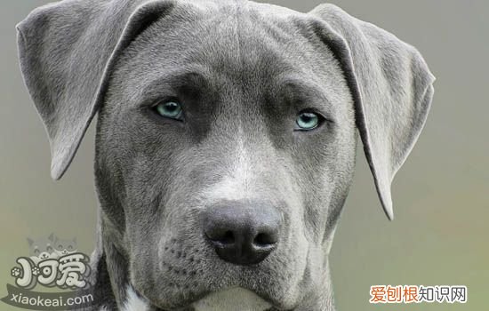 狗狗体内寄生虫有哪些 常见的体内寄生虫