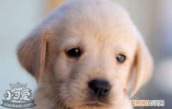 狗狗追尾巴怎么回事 狗狗追自己的尾巴不仅是好玩