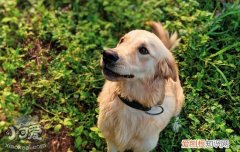 狗狗皮肤瘙痒的原因 狗狗常见的皮肤瘙痒的问题