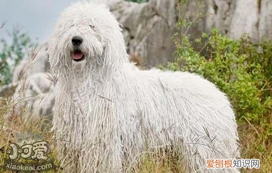 狗狗便秘的症状 出现这些症状说明狗狗便秘了