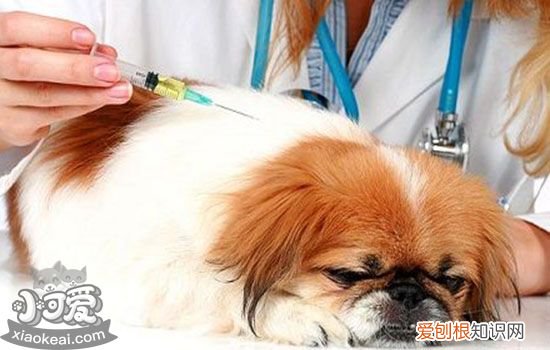 呼吸麻醉和注射麻醉有什么区别 事关毛孩子安全必看