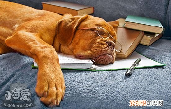 呼吸麻醉和注射麻醉有什么区别 事关毛孩子安全必看