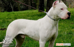 犬瘟热病毒 犬瘟热一定不可以忽视！