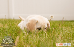 狗狗尿频怎么回事 狗狗健康敲起了警钟