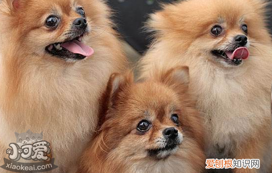 狗子宫蓄脓的症状 狗狗子宫蓄脓一定要重视！
