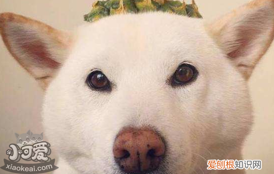 狗子宫蓄脓的症状 狗狗子宫蓄脓一定要重视！