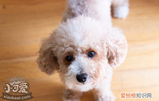 狗狗得犬瘟有哪些特征 这几个症状一定要重视