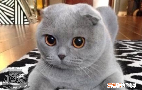猫咪耳螨怎么清理 猫咪耳螨需要及时清理!