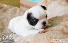 狗子宫蓄脓吃什么药 狗子宫蓄脓是重症，不得忽视！