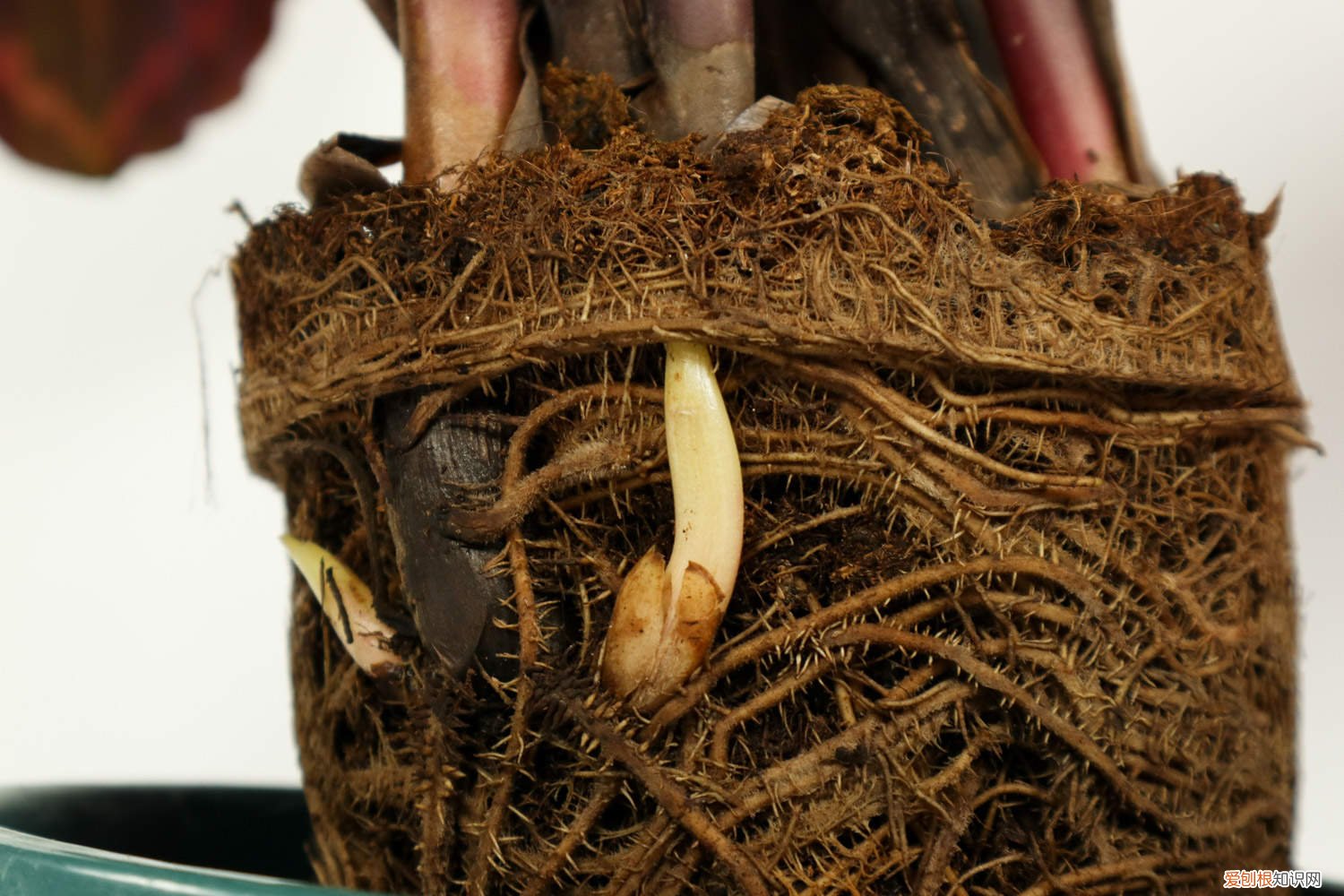 彩虹竹芋养殖方法和注意事项? 彩虹竹芋的养殖方法