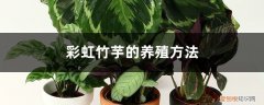 彩虹竹芋养殖方法和注意事项? 彩虹竹芋的养殖方法