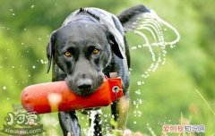 犬弓形虫是怎么回事 犬弓形虫对孕妇的影响