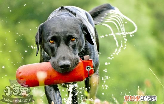犬弓形虫是怎么回事 犬弓形虫对孕妇的影响