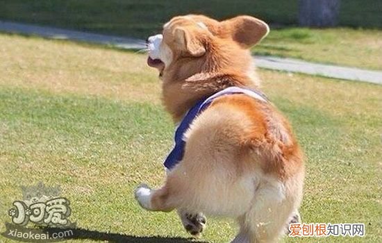 狗贫血怎么办 狗贫血的症状是什么