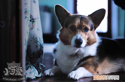 狗食物中毒的对应处理办法 不同中毒原因对应不同治疗方法
