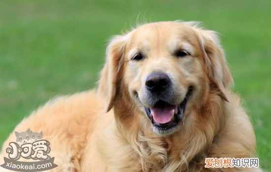 犬瘟热病毒来源 犬瘟热到底是什么你搞懂了吗？