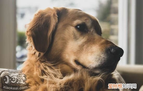 狗狗绝育后需要注意什么 绝育后的注意事项