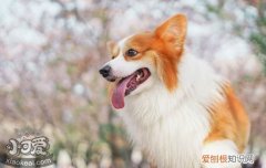 狗狗绝育后需要注意什么 绝育后的注意事项