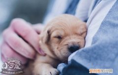 狗狗绝育前注意事项 绝育手术前你需要做好准备