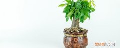 过年客厅摆什么树好运 春节家里适合放什么树