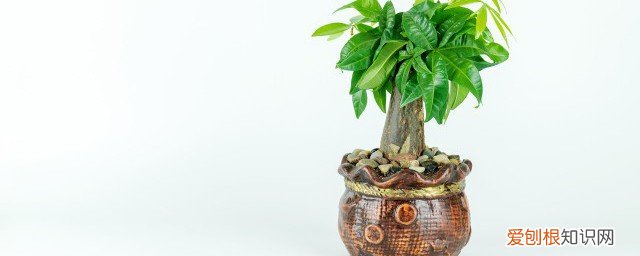 过年客厅摆什么树好运 春节家里适合放什么树